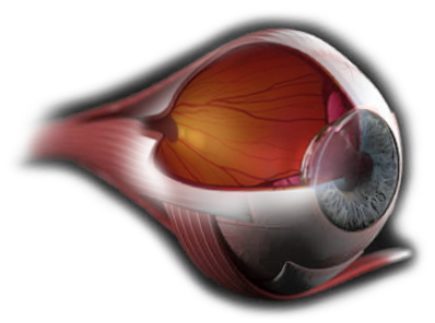 eye