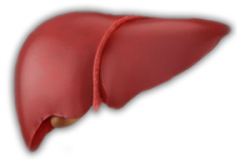 liver